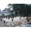 耀富黑土鸡  耀富土鸡  质优价廉