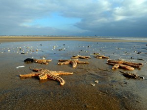 4000只海星在英国海滩搁浅