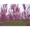 供应柳树、紫薇、木槿、风扬、栾树、银杏、紫荆