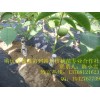 贵州核桃苗，贵州核桃苗供应