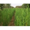 保定侧柏公司推荐大型苗木花卉基地