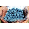 中鼎泰科技专业批发各种有机蓝莓