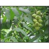 香玲核桃苗哪里好 香玲核桃苗基地