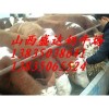 忻州西门塔尔肉牛多少钱？盛达奶牛养