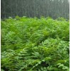 云新核桃苗 薄皮核桃最新价格