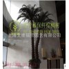 保鲜树保鲜棕榈树保鲜美国金山葵保鲜