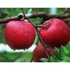 【正宗】青海苹果苗 烟台m26矮化苹果