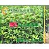 一亩地能种植多少桂花苗?
