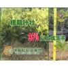 郑州桂花苗,南阳桂花苗,信阳桂花苗