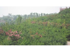 四川5公分黄花槐价格75元-- 成都艾迈特园林绿化工程有限公司