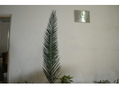 保鲜棕榈树叶片羽状叶片长形叶片批发-- 上海艾维福劳有限公司