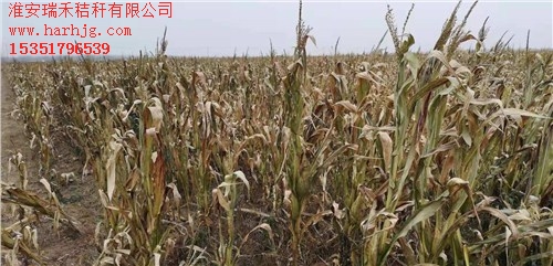 宿迁玉米秸秆裹包厂 加工宿迁玉米秸秆打包 瑞禾供-- 淮安瑞禾秸秆有限公司